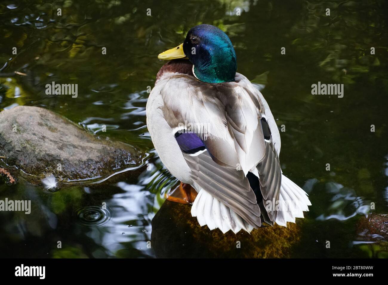 Beautiful resting colourful single male duck photo. Zoom in, hand held close up photography. Stock Photo