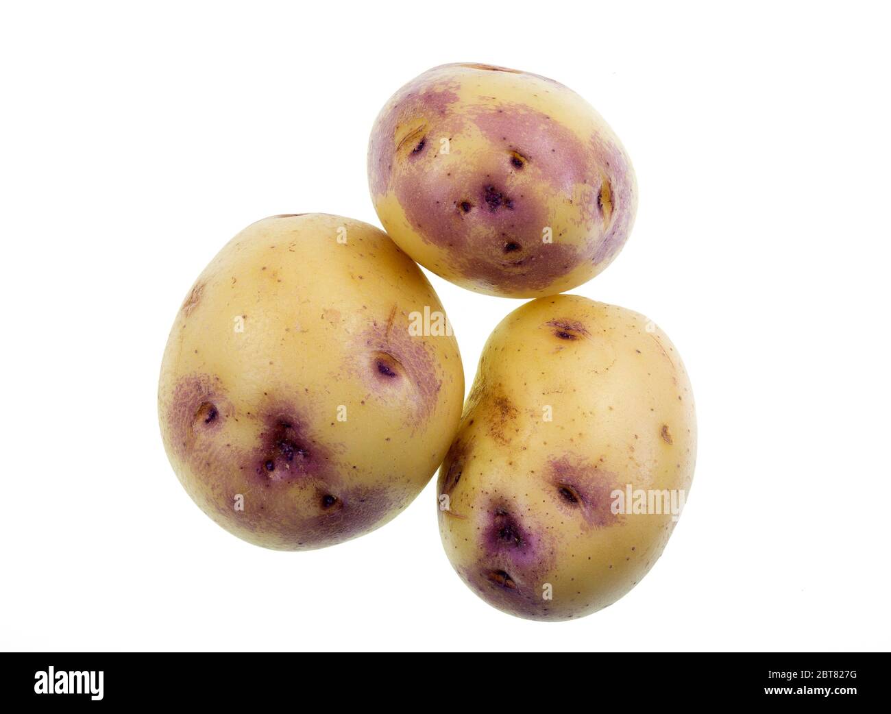 Modern variety of potato called Kestrel and known for their unique purple blush around the shallow eyes Stock Photo