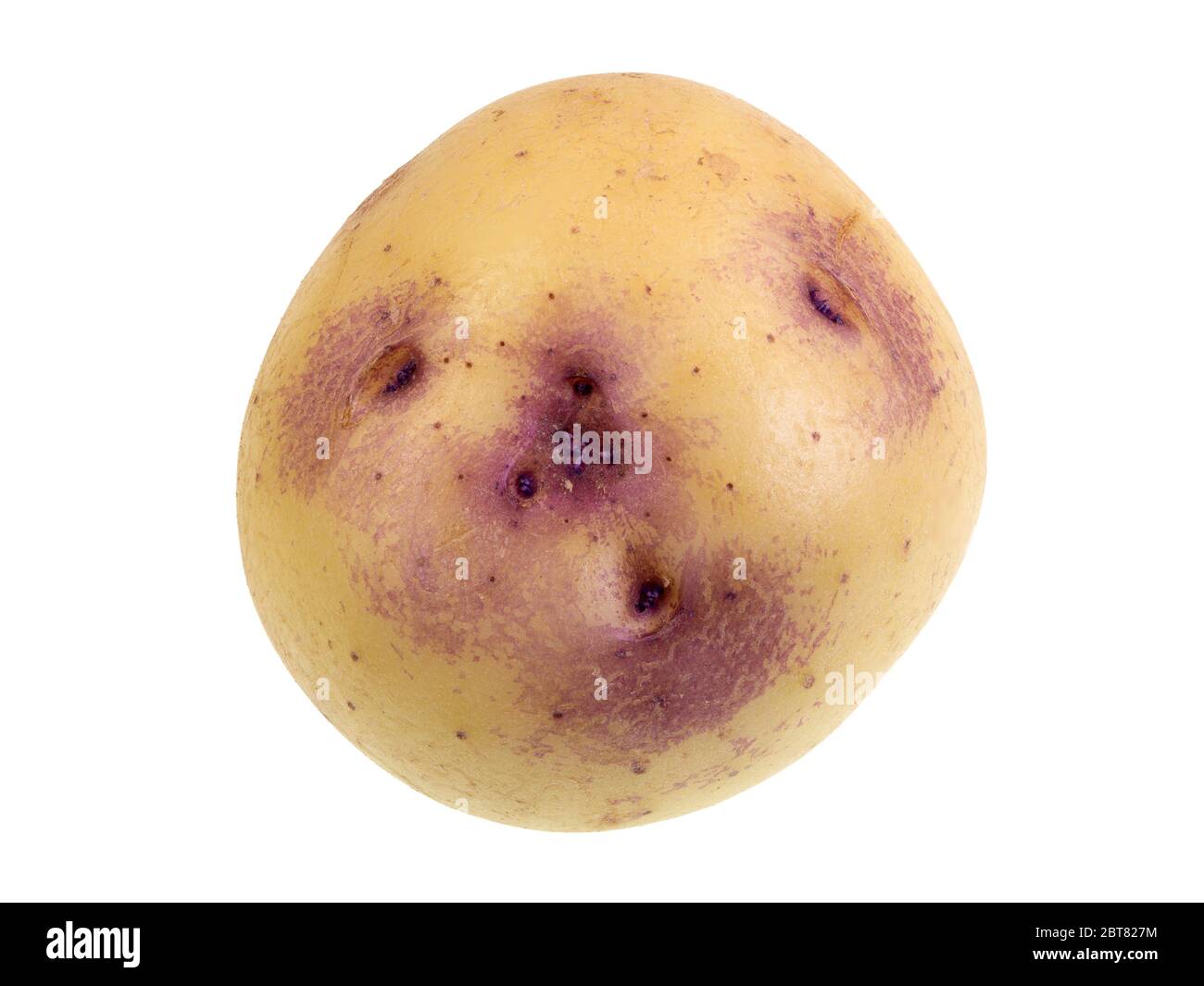 Modern variety of potato called Kestrel and known for their unique purple blush around the shallow eyes Stock Photo