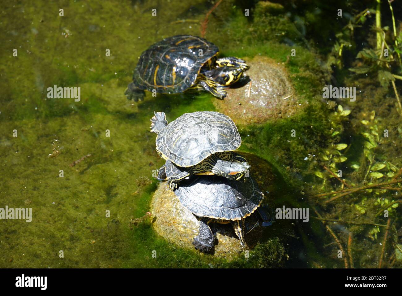 Three wild turtles, two on the rock, one sitting on the other, third one resting behind above water surface of a lake. Stock Photo