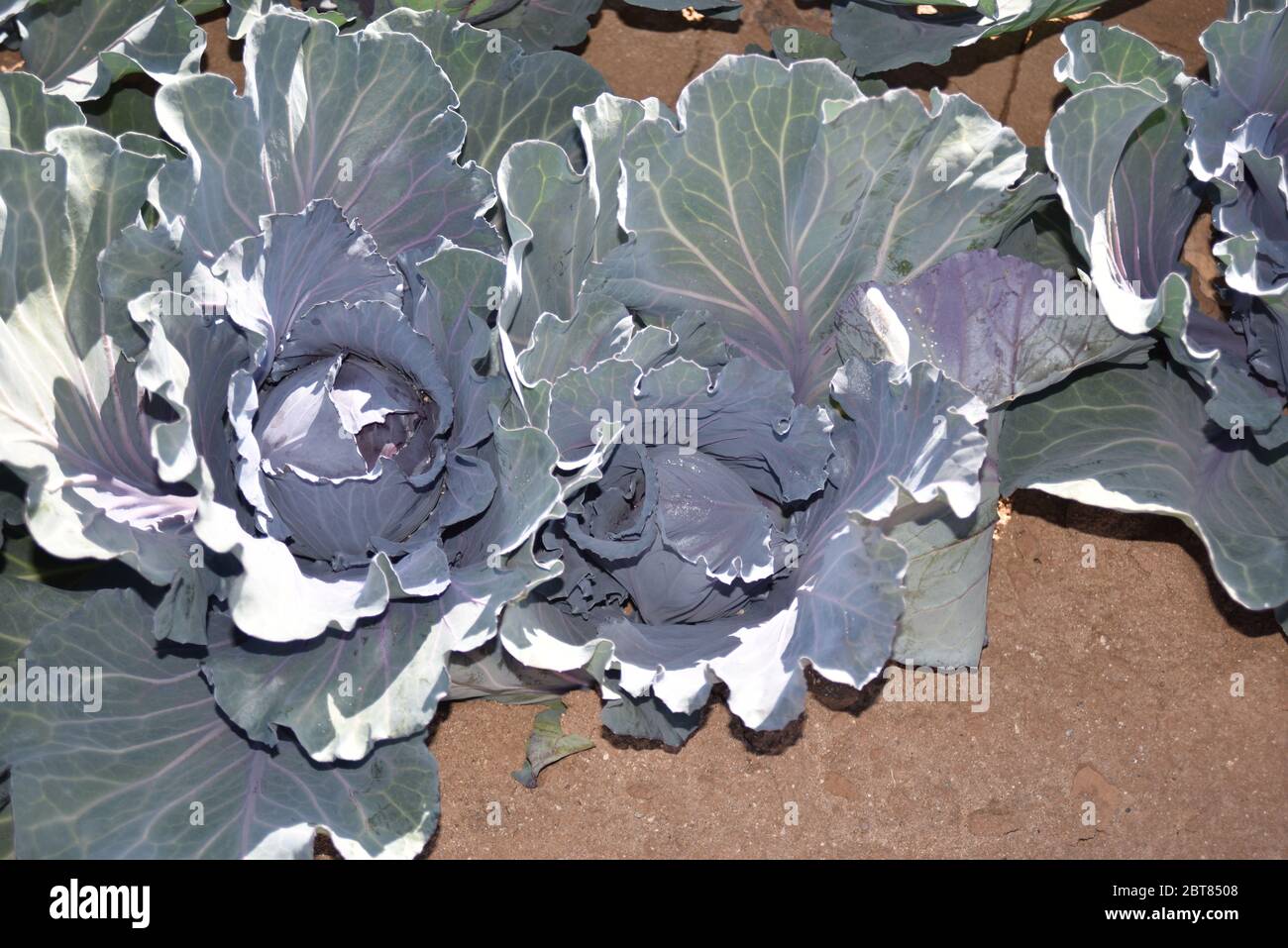 Arizona cabbage field ready for harvest Stock Photo Alamy