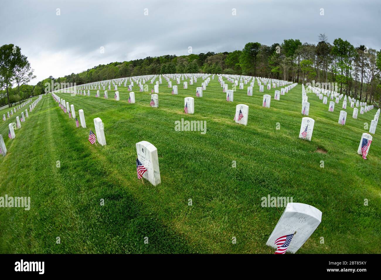 What does the poppy flower represent on veterans day