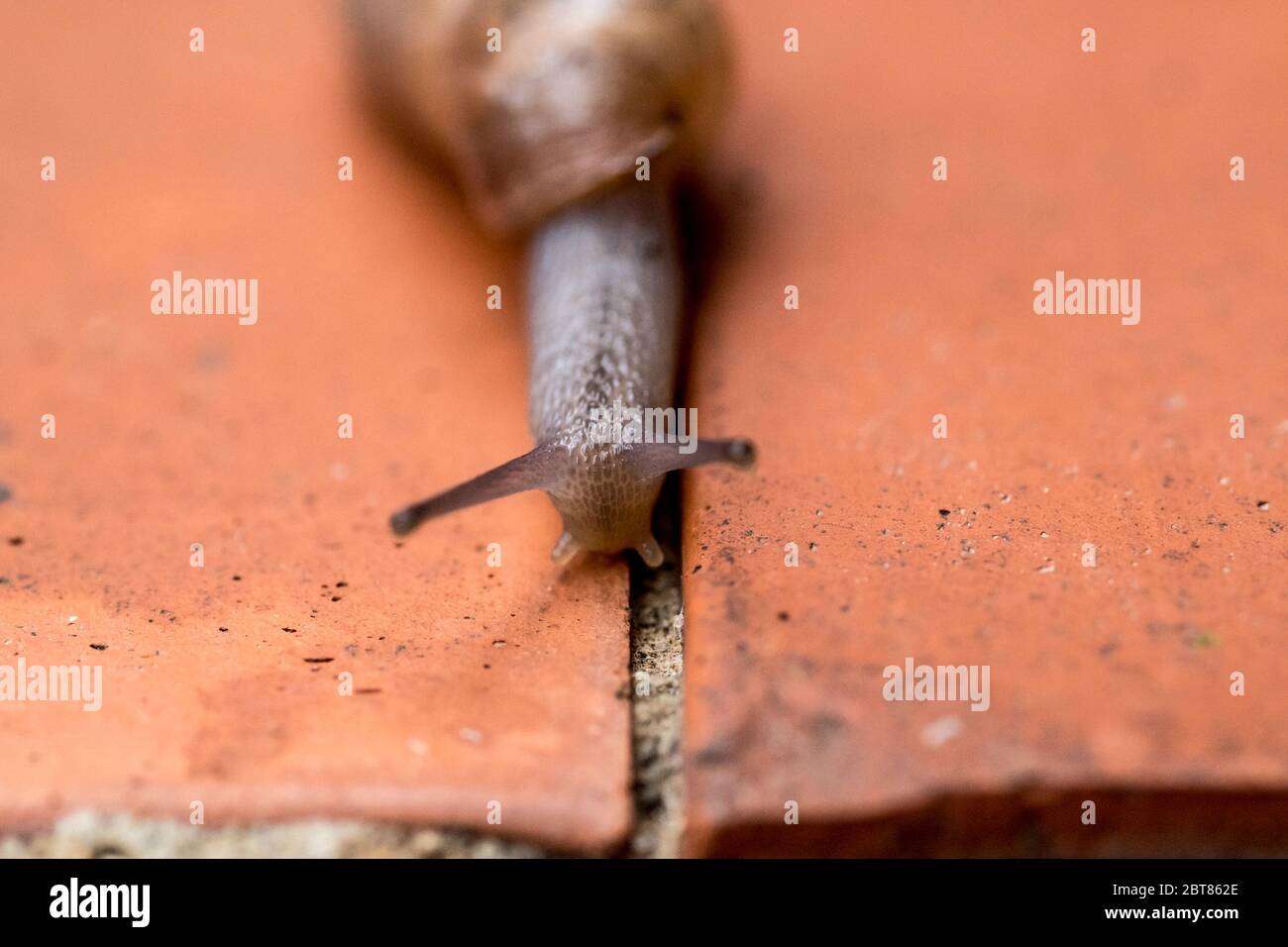 Rumina Decollata macro land snail carnivorous omnivore used for natural control of pests or species pulmonary gastropod mollusk family Subulinidae Stock Photo