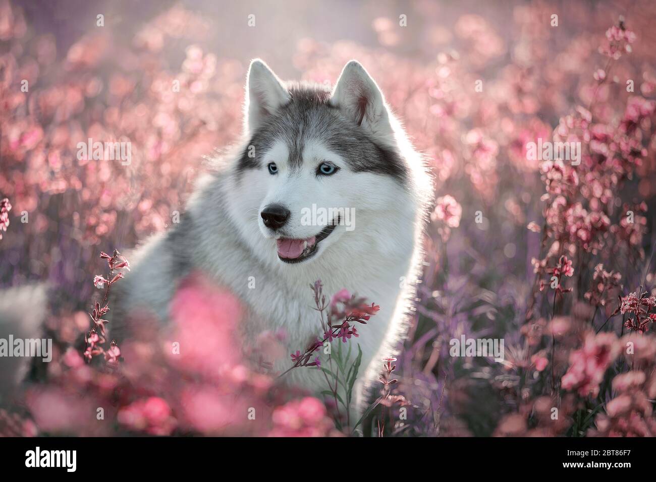 Beautiful portrait of a Siberian Husky in flowers. Stock Photo