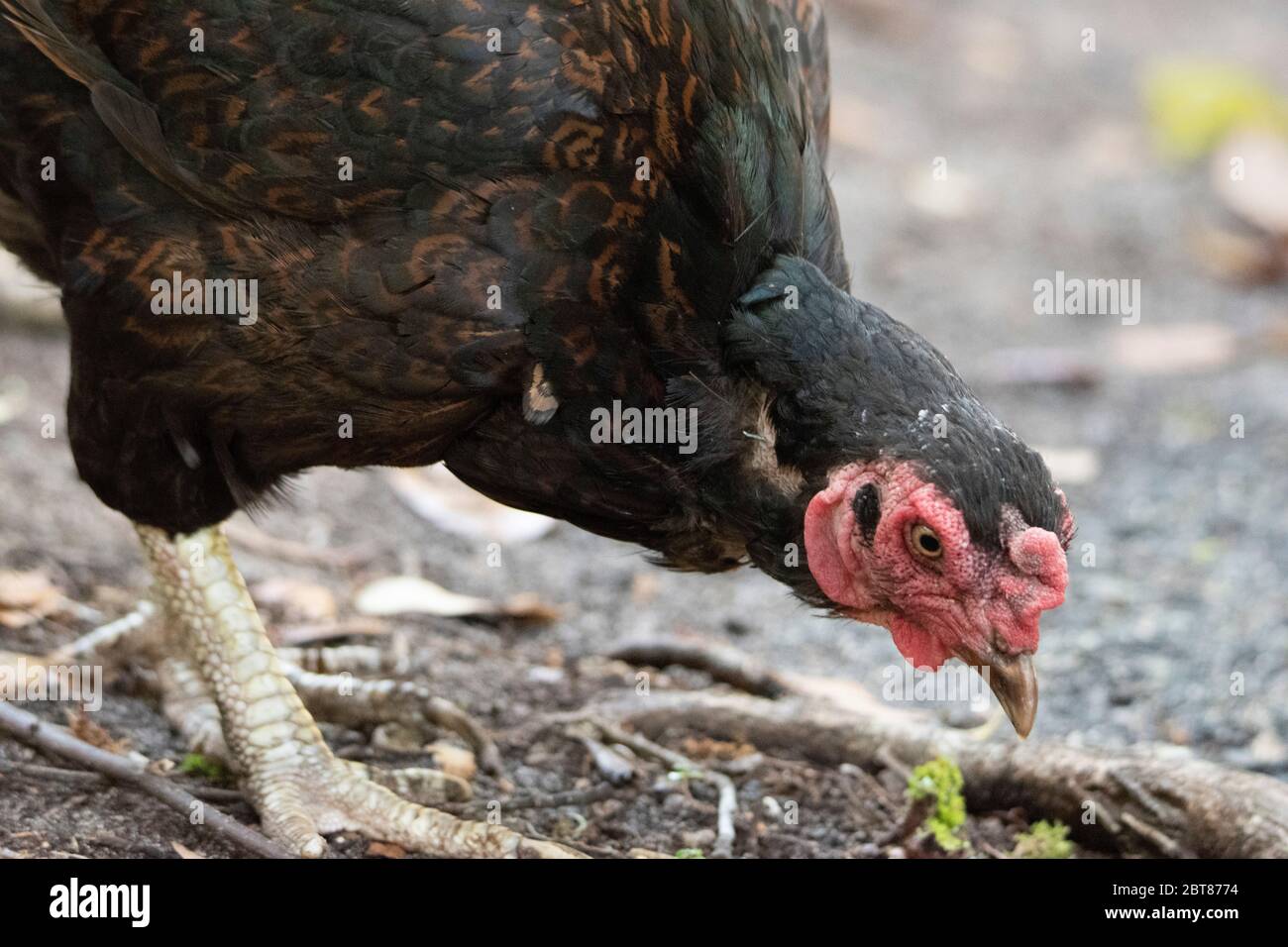 Up-Close Dark Cornish Chicken hen pecking at the ground in a natural setting Stock Photo