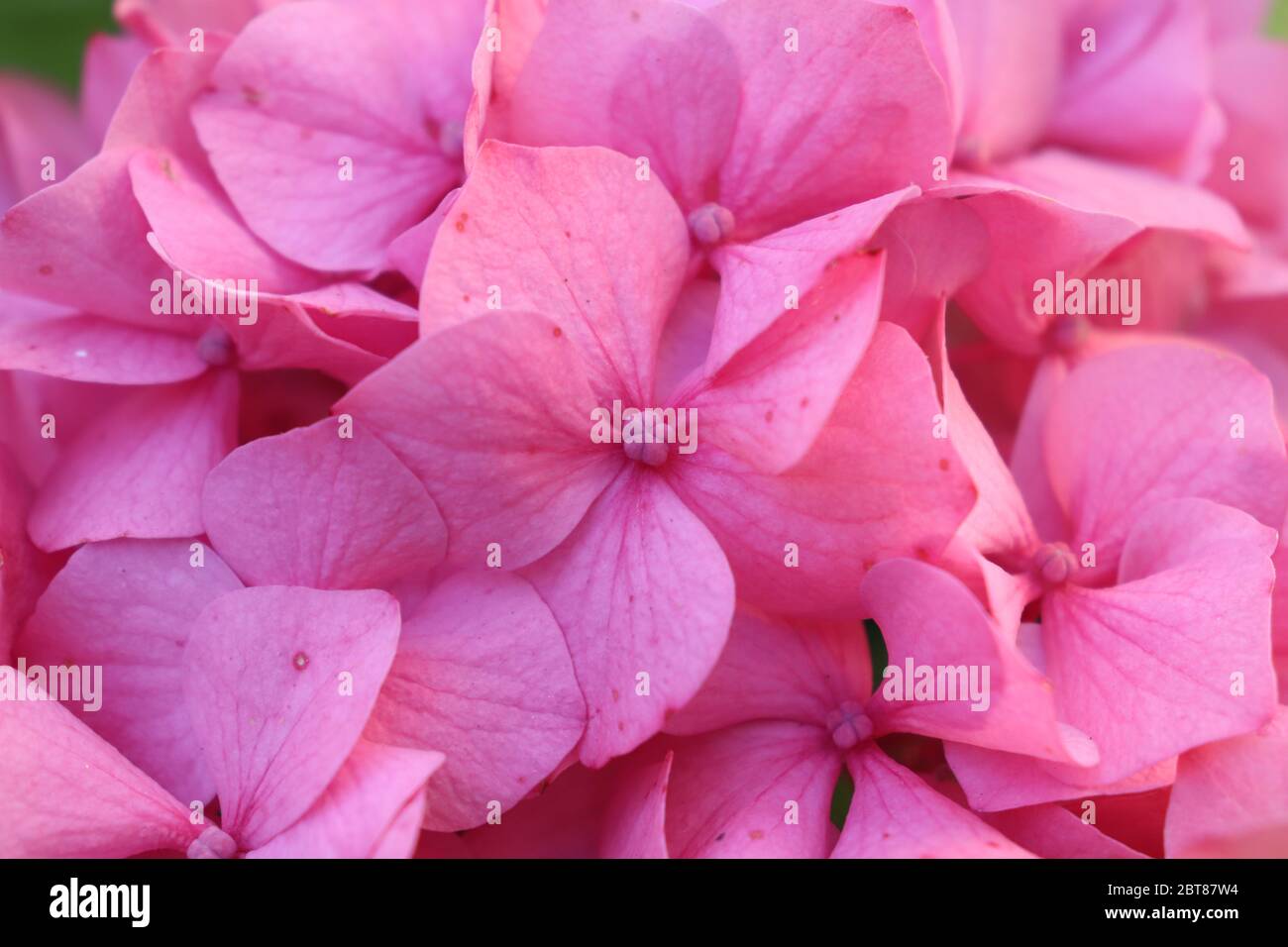 Primaveras hi-res stock photography and images - Alamy