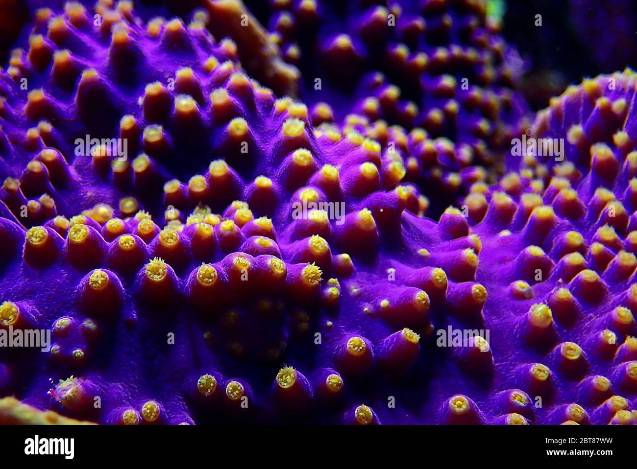 Lakers Scroll Coral - Turbinaria sp. Stock Photo