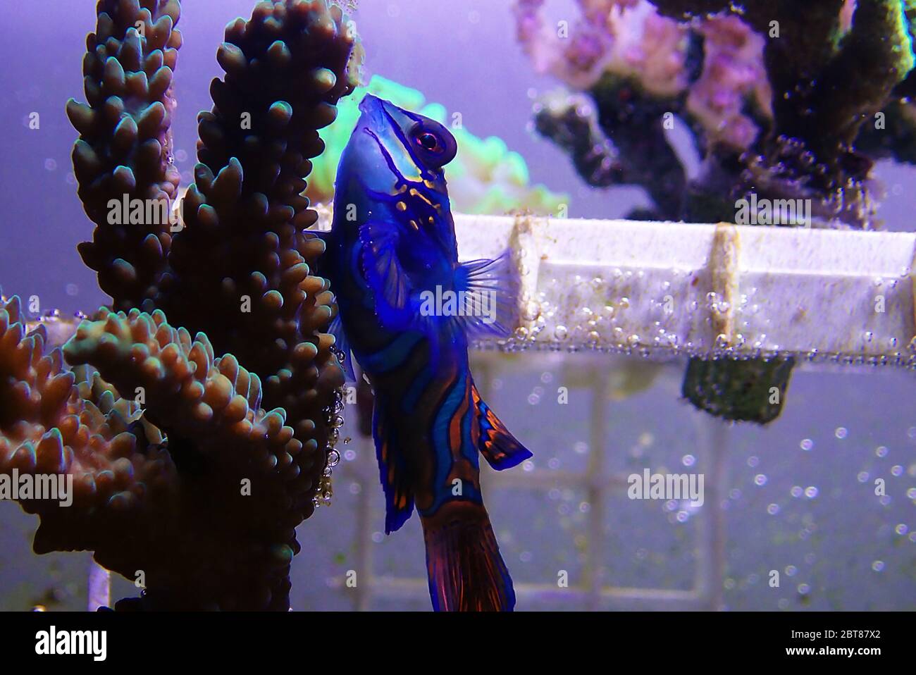 Synchiropus splendidus - The Mandarin fish, one of the most colorful saltwater fish Stock Photo