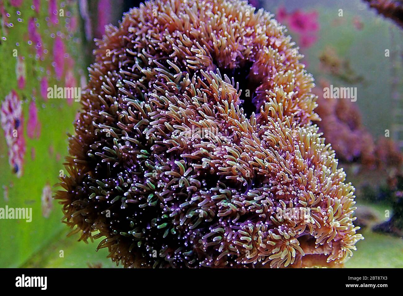 Metalic Long Polyp Galaxea Coral - (Galaxea astreata) Stock Photo