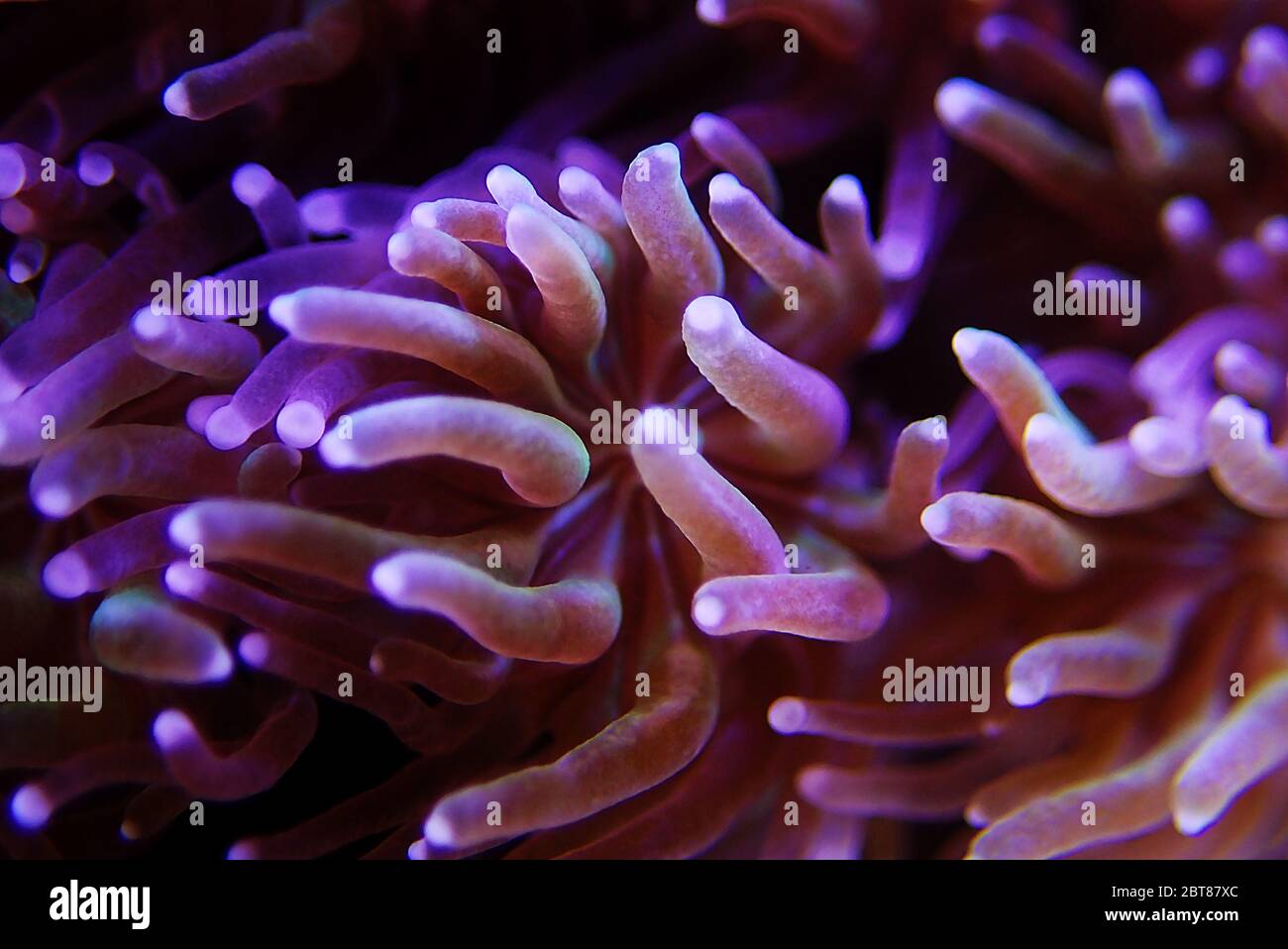 Metalic Long Polyp Galaxea Coral - (Galaxea astreata) Stock Photo