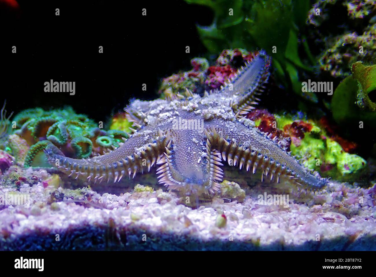Mediterranean Sea sand Starfish - Astropecten spinulosus Stock Photo ...