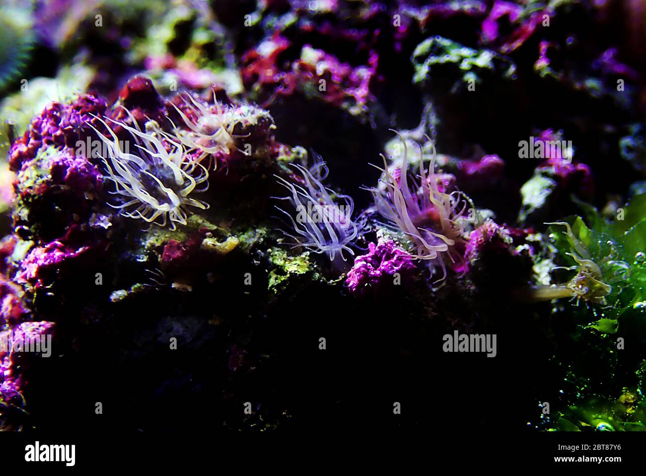 Aiptasia sea glass anemone in aquarium reef tank Stock Photo