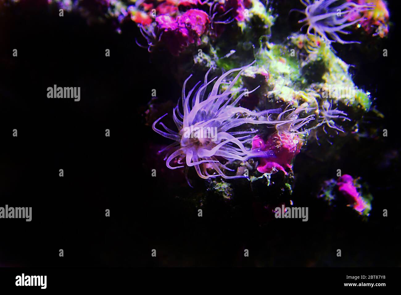 Aiptasia sea glass anemone in aquarium reef tank Stock Photo