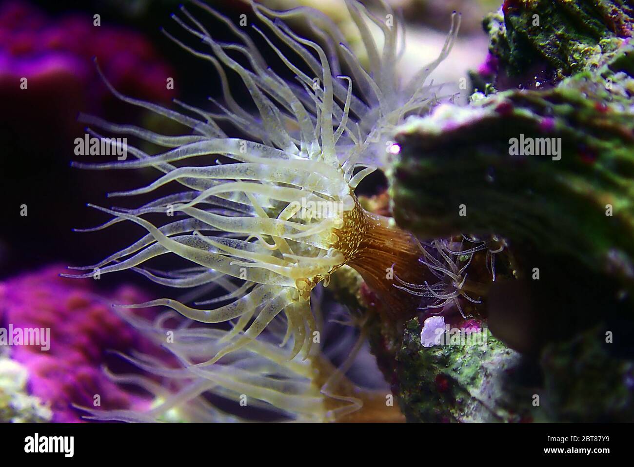 Aiptasia sea glass anemone in aquarium reef tank Stock Photo