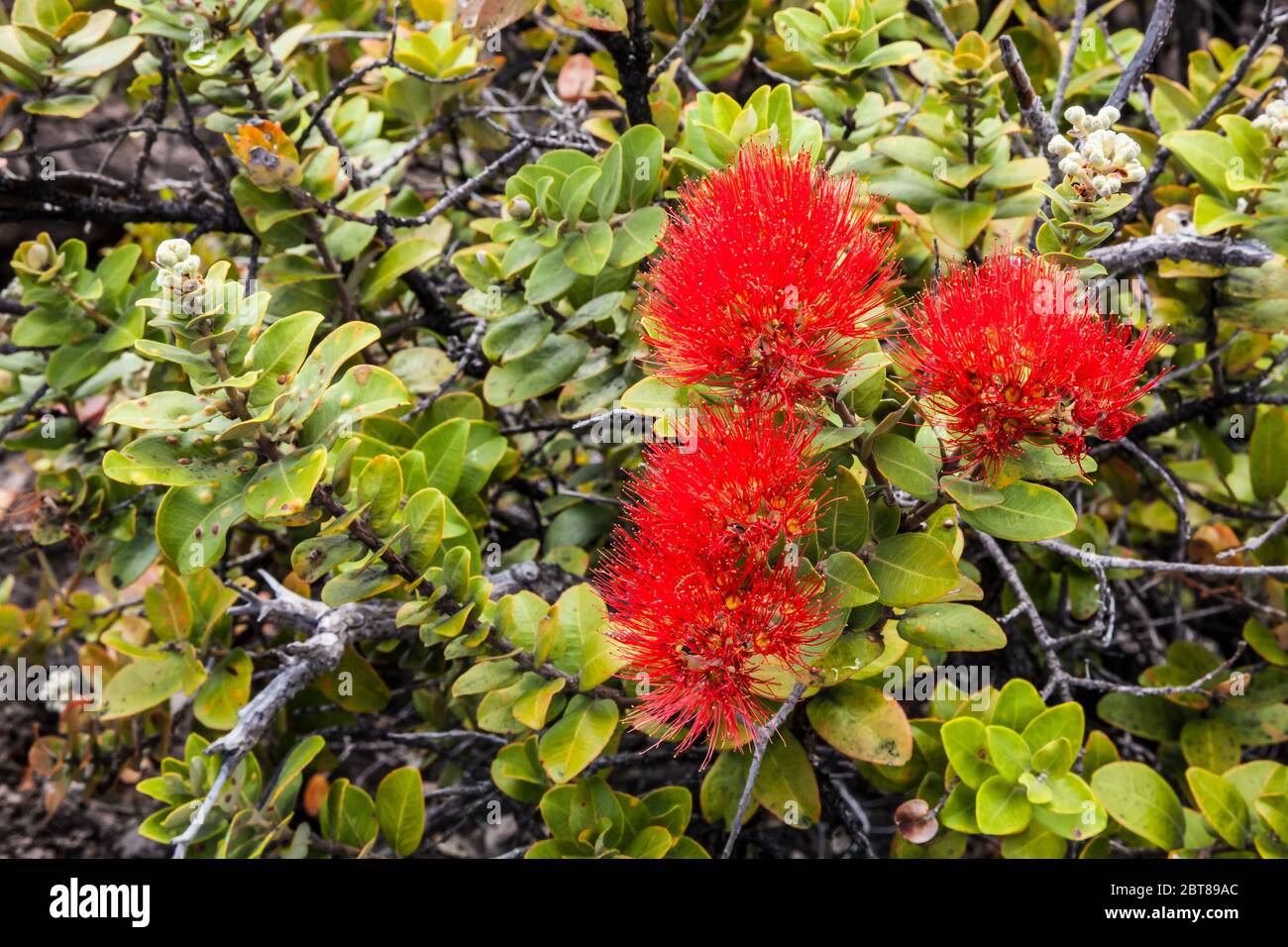 Ohia lehua flower ohia tree hi-res stock photography and images - Alamy