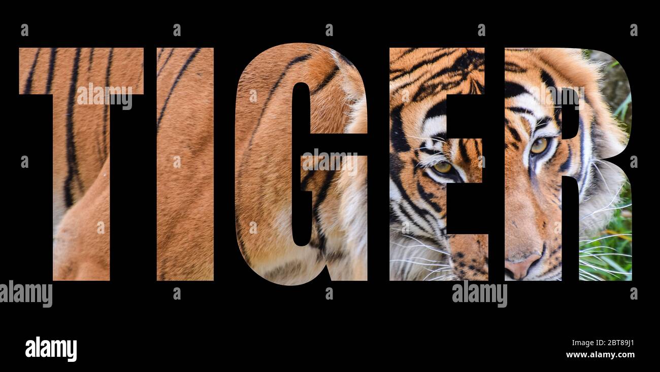 An Image Of A Tiger Forming The Word Tiger On A Black Background Stock an-image-of-a-tiger-forming-the-word-tiger-on-a-black-background-stock