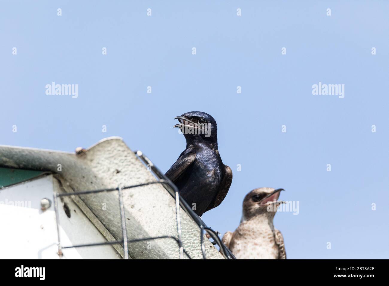 Purple martin birds Progne subis perch around a birdhouse in Marco