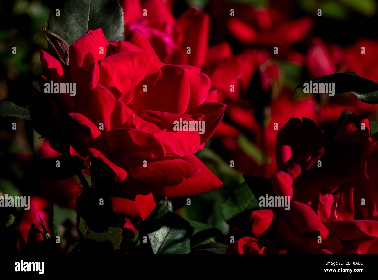 A glow of red Stock Photo - Alamy