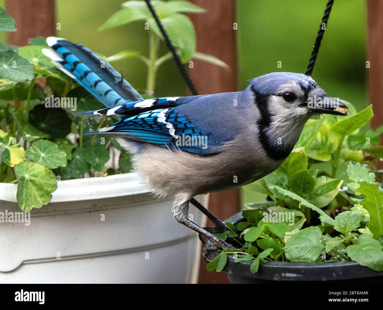 Bluejay in the garden Stock Photo Alamy