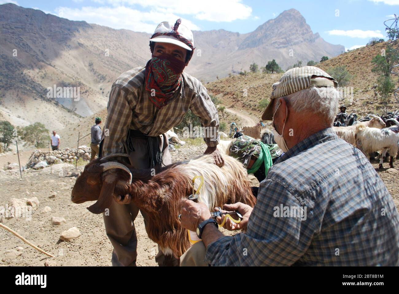 Qashqai nomads innoculating goats, Zagros mountains, Iran Stock Photo