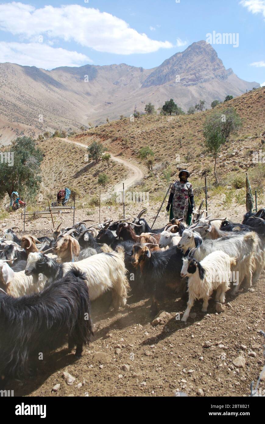 goats, Zagros mountains, Iran Stock Photo