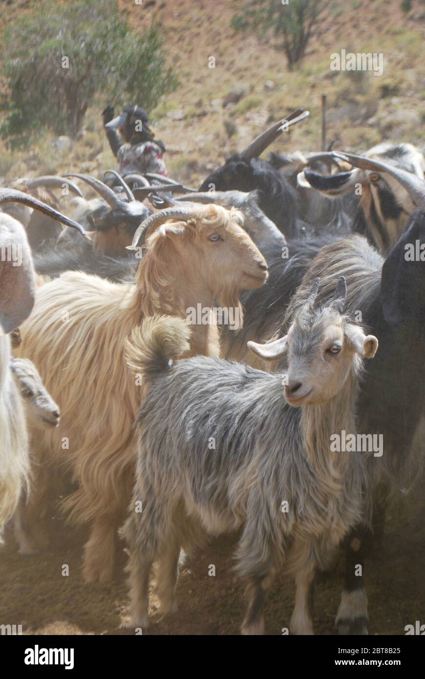 goats, Zagros mountains, Iran Stock Photo