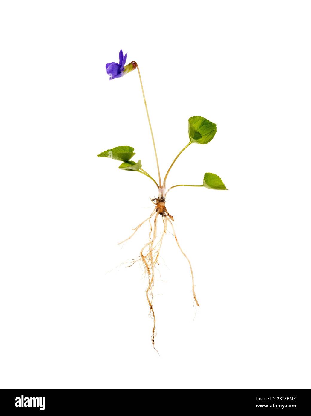 Botanical photo of the Common Blue Violet showing the entire plant - roots, leaves, and flowers. Stock Photo