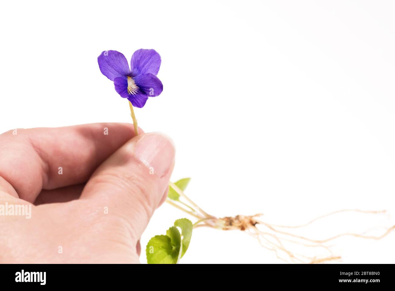 Woman's hand holding Common Blue Violet by the stem, showing flower, leaves, roots. Stock Photo