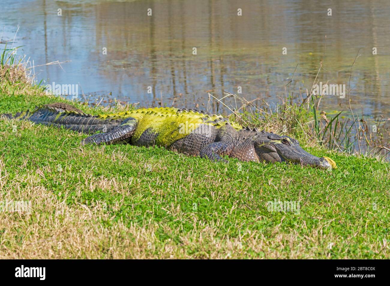 Large Alligator Coated in Green Algae in Brazos Bend State Park in Texas Stock Photo