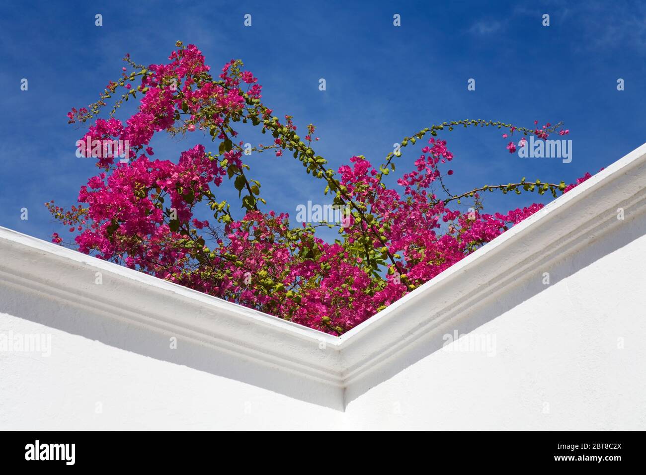 Bougainvillea Flowers, Puerto Vallarta, Jalisco State, Mexico Stock