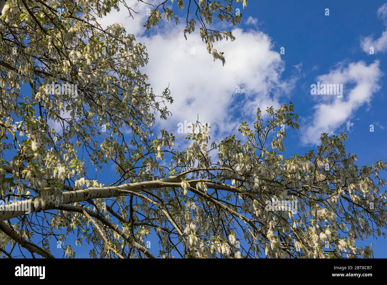 White tree and white clouds (white poplar), western Slovakia Stock Photo