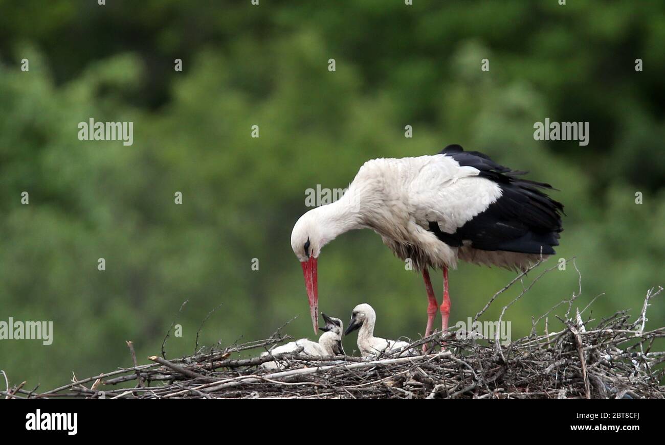 Ankara, Turkey. 23rd May, 2020. A stork feeds its nestlings in a nest