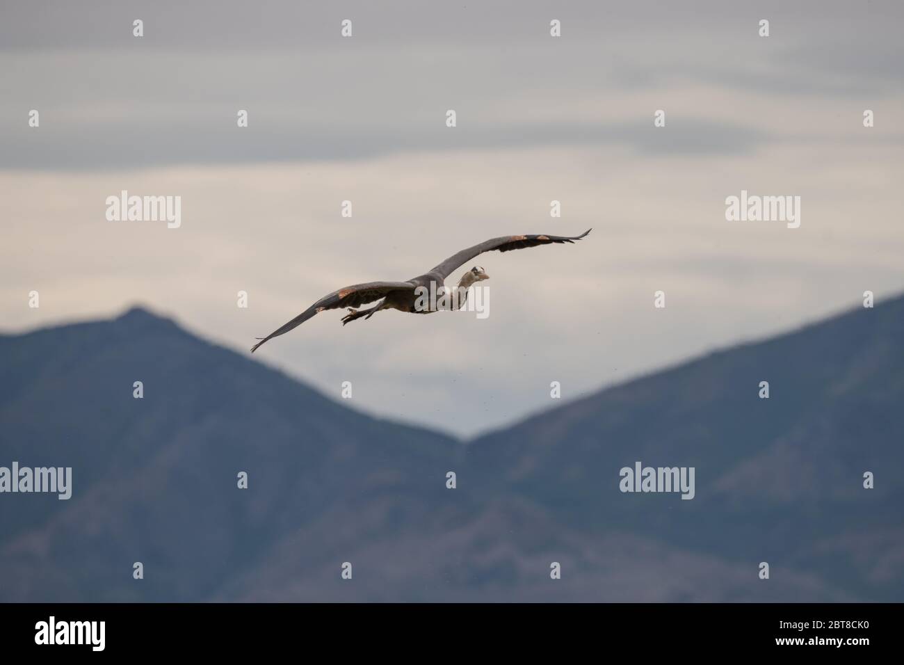 Great Blue Heron flying Stock Photo