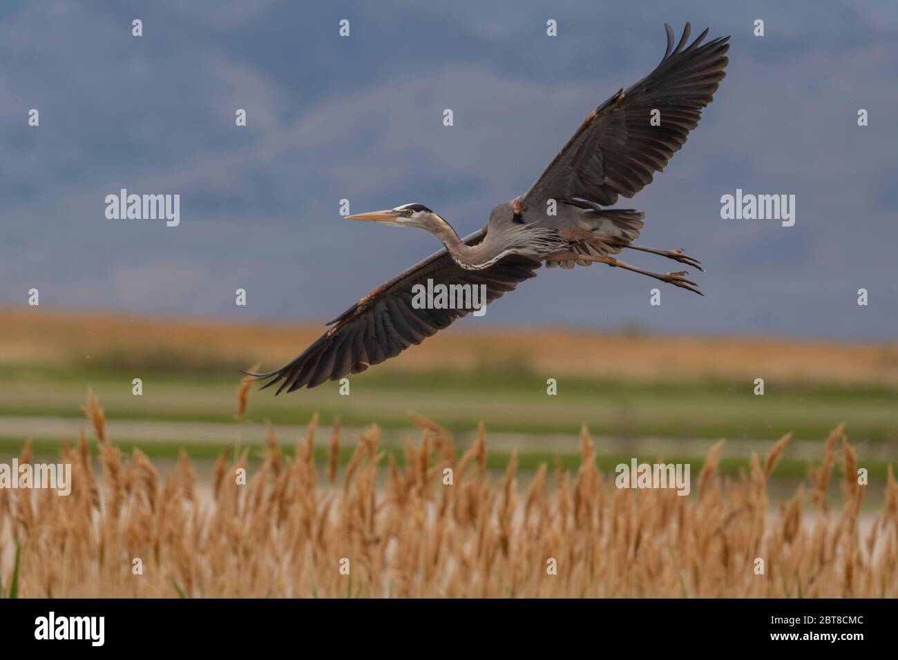 Great Blue Heron flying Stock Photo