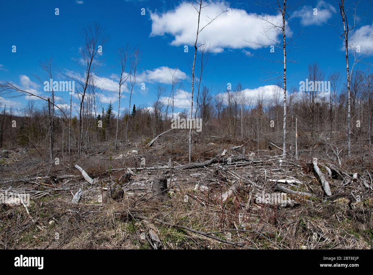 An area of clear cut logging operations in the Adirondack Mountains, NY USA wilderness. Stock Photo