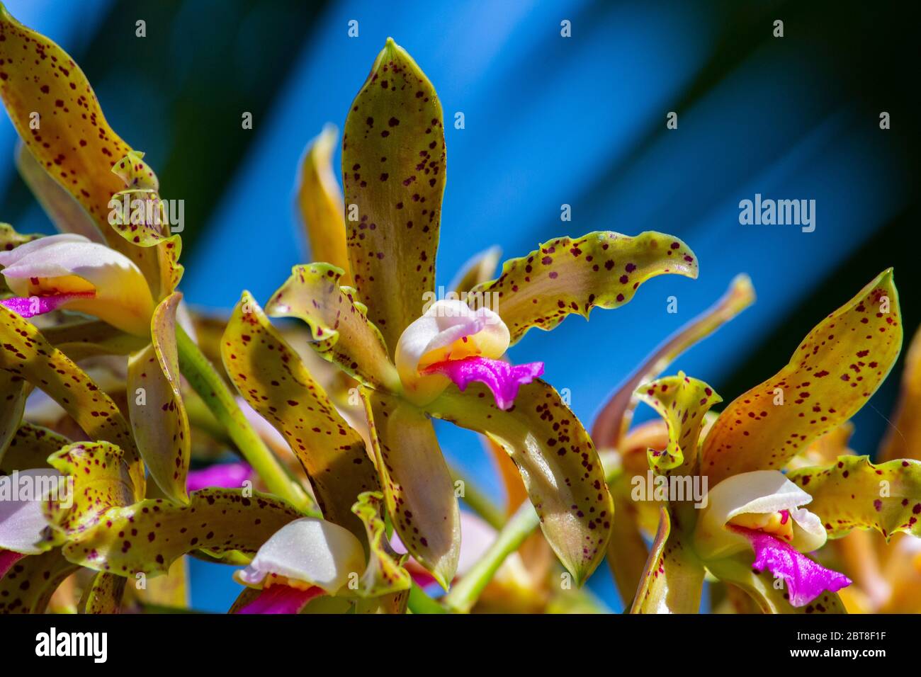 Cattleya guttata tigrina Stock Photo