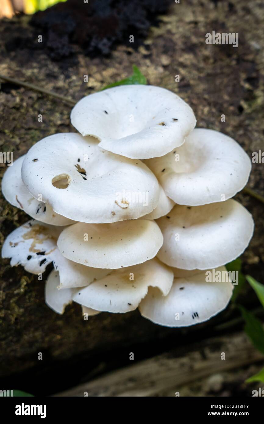 White Mushrooms in the Rainforest of the Peruvian Amazon Stock Photo