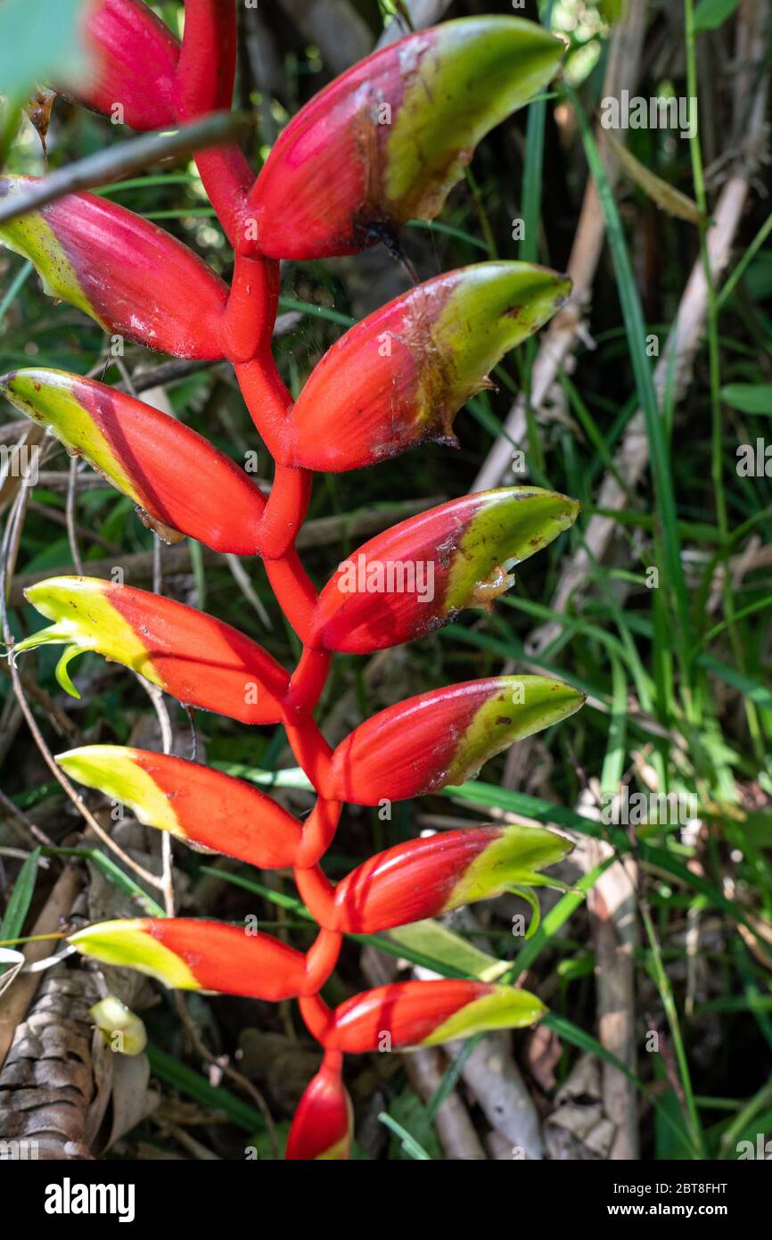 Heliconia standleyi in the rainforest of the Peruvian Amazon River Stock Photo