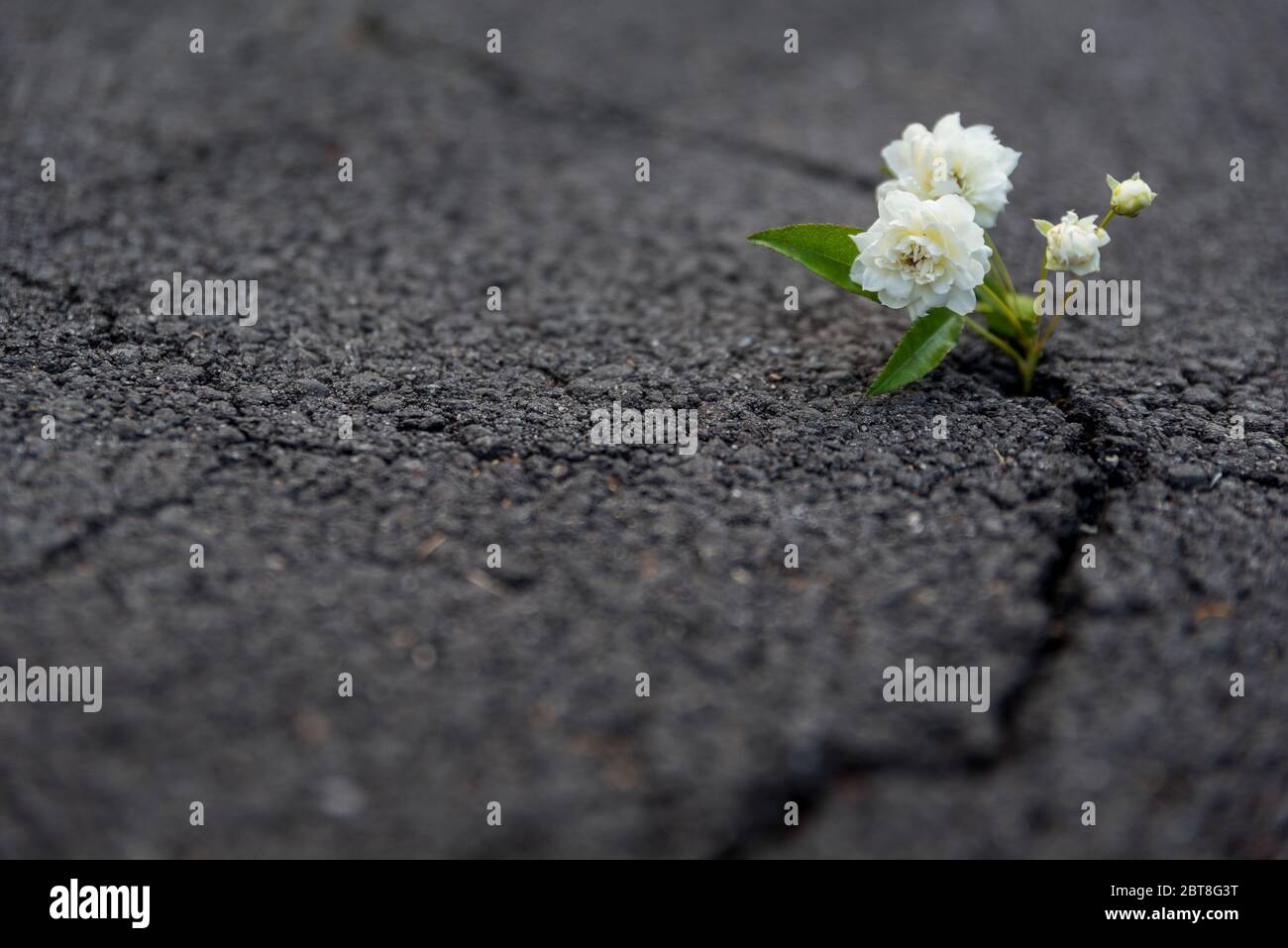 Flower crack pavement hires stock photography and images Alamy