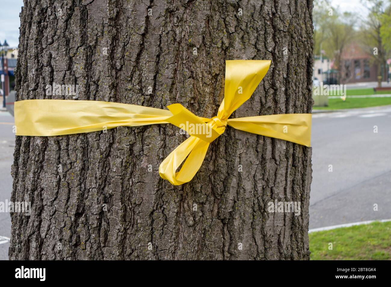 Oak tree with yellow ribbon hires stock photography and images Alamy