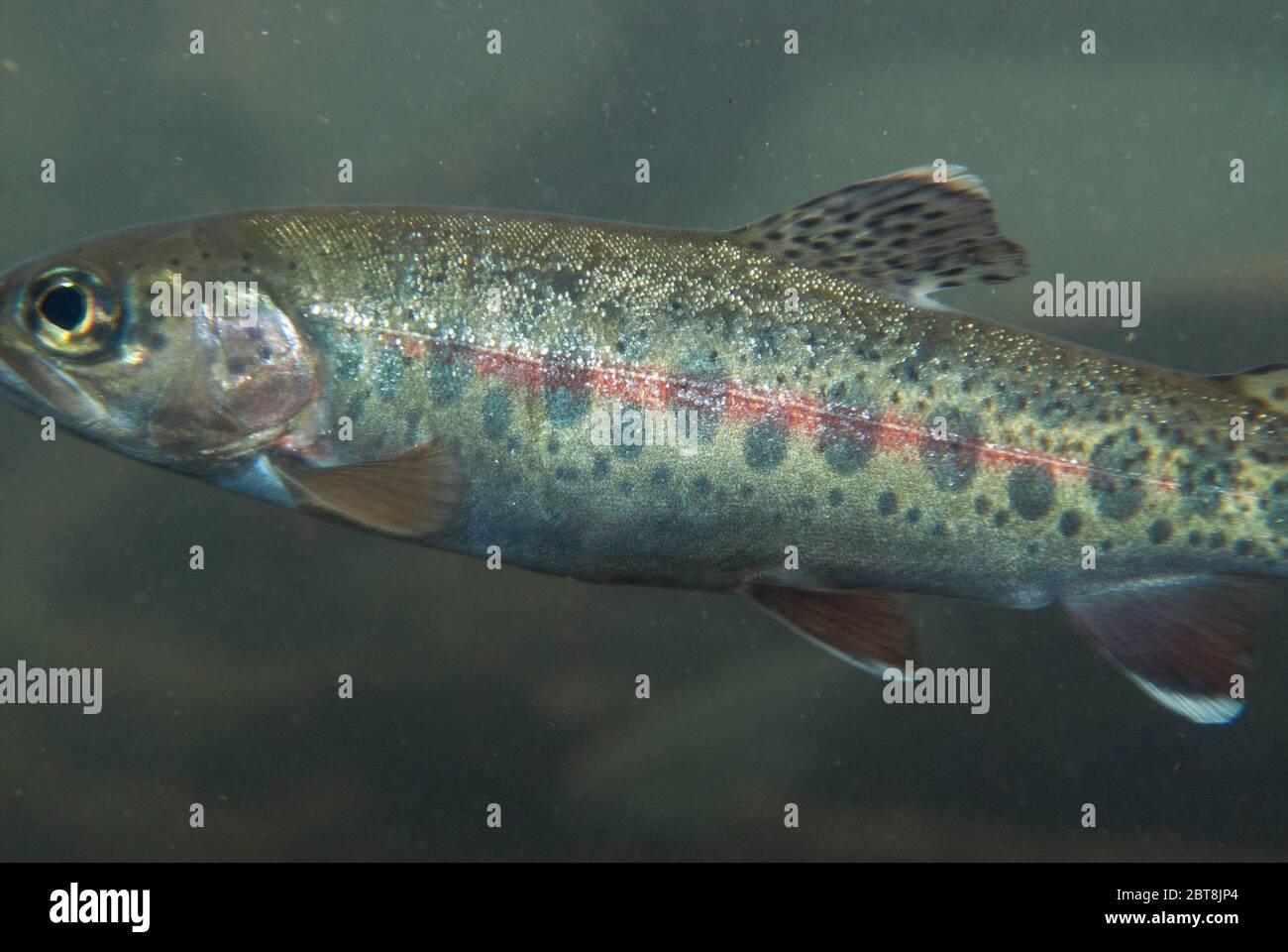 Redband trout (Oncorhynchus mykiss) Stock Photo