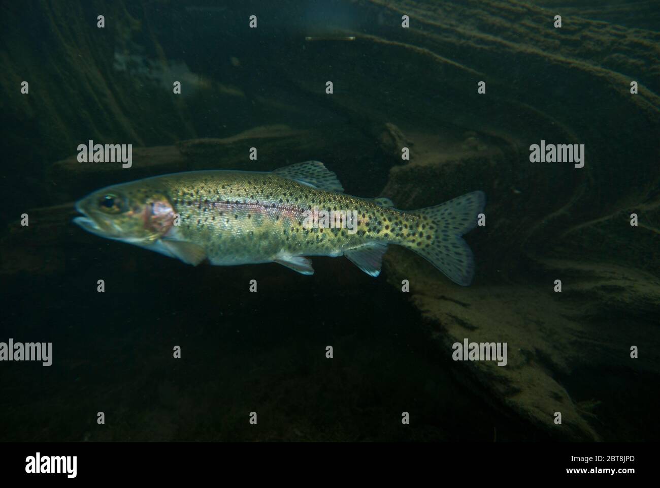 Redband trout (Oncorhynchus mykiss) Stock Photo