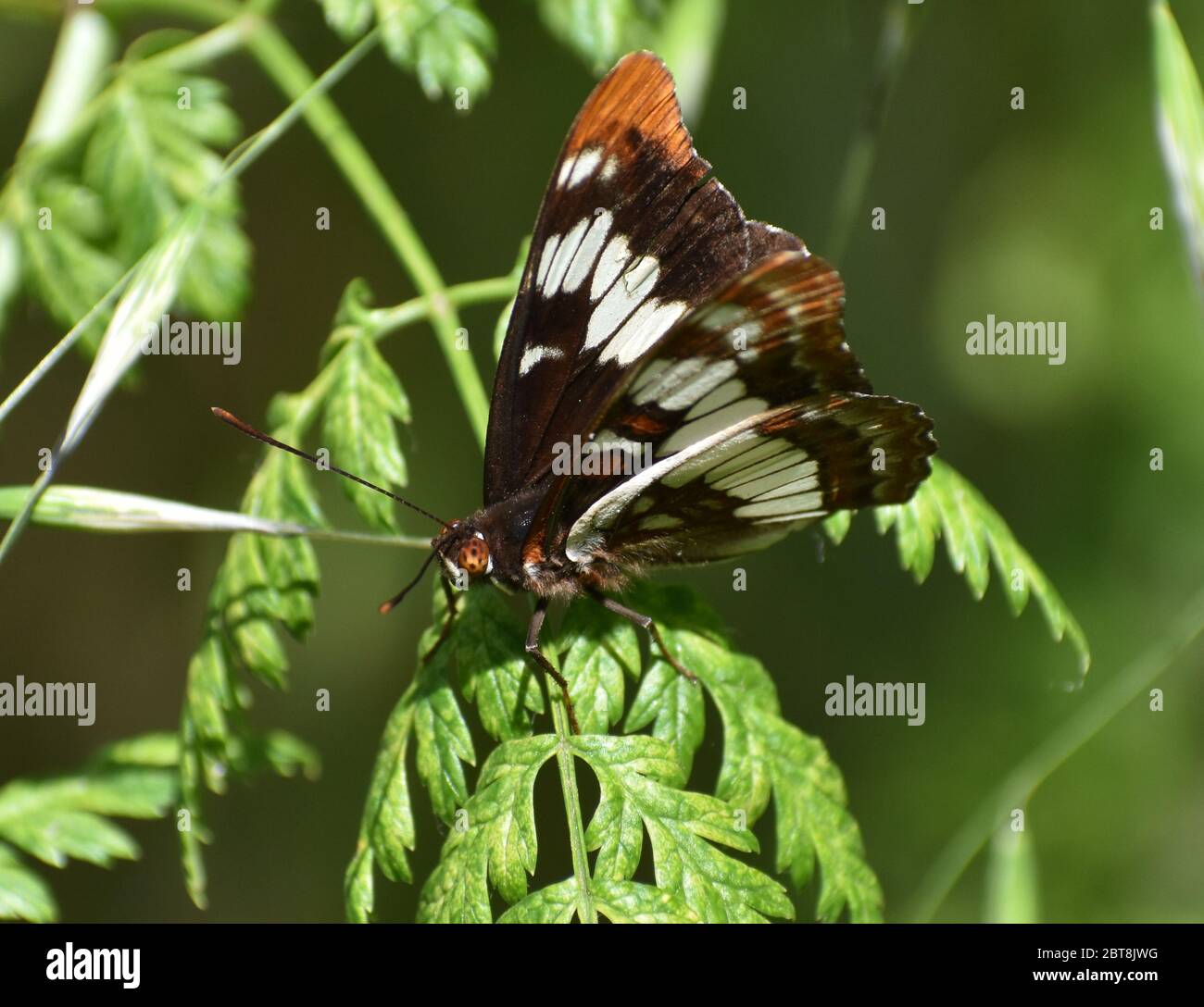 Lorquin's Admiral (Limenitis lorquini), a member of the Nymphalinae subfamily of butteflies, perched on a leaf, near Watsonville Slough. Stock Photo