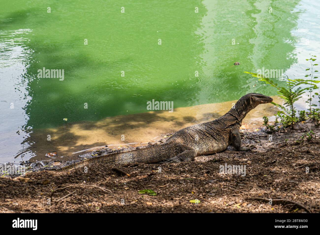 Monitor lizard at Lumpini Park, Bangkok. Asian, dangerous Stock Photo