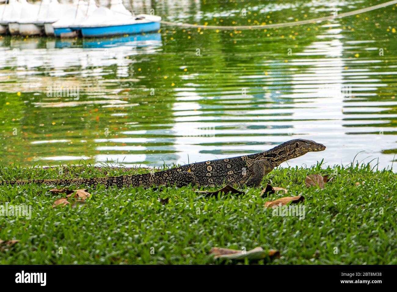 Monitor lizard at Lumpini Park, Bangkok. Asian, dangerous Stock Photo