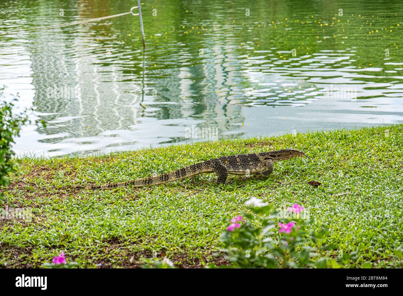 Monitor lizard at Lumpini Park, Bangkok. Asian, dangerous Stock Photo Alamy