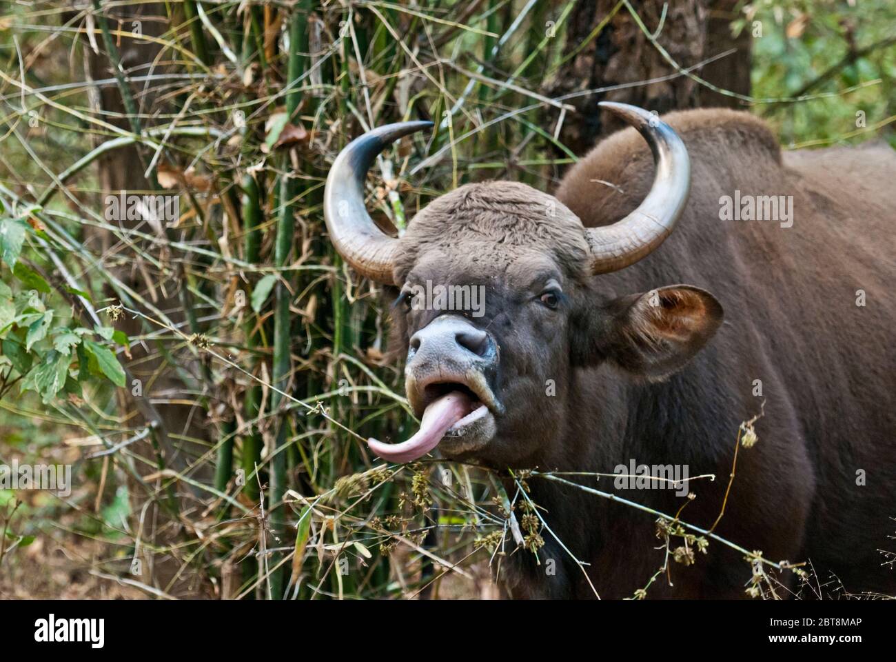 Gaur (Indian bison) ( Bos gaurus) browsing on a vine in Kanha National Park India Stock Photo
