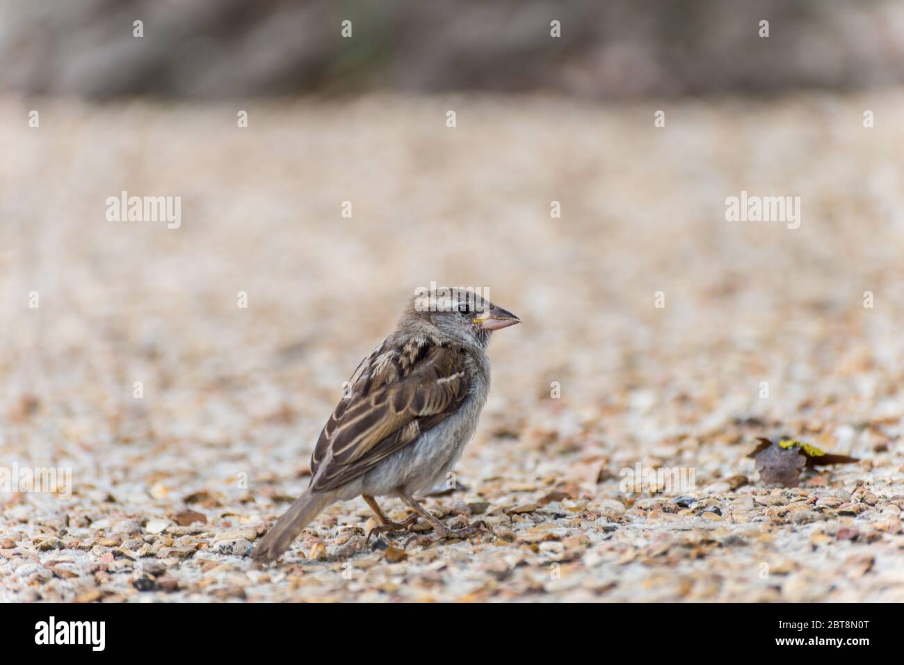 House sparrow, a bird of the sparrow family Passeridae found in Paris, France. Stock Photo