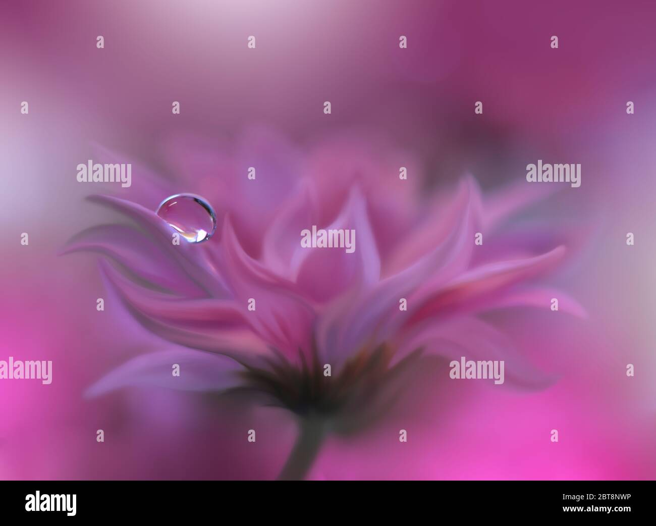 Beautiful Nature Background.Floral Art Design.Abstract Macro Photography.Gerbera Daisy Flower.Violet Background.Creative Artistic Wallpaper.Water Drop Stock Photo