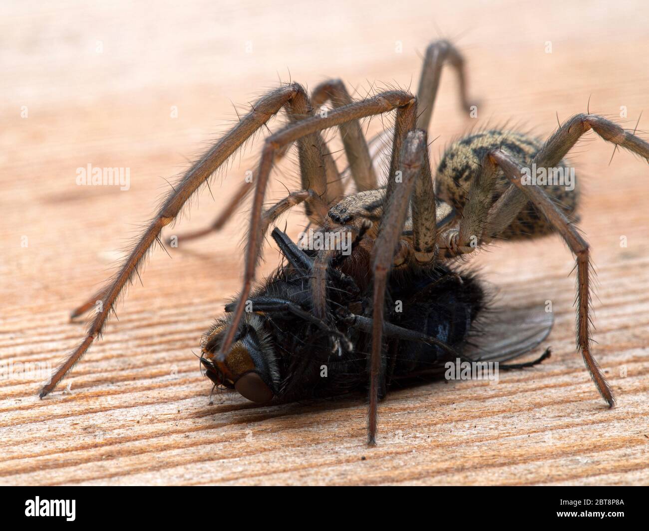 Close-up of a female giant house spider (Eratigena duellica) feeding on a large bluebottle blowfly (Calliphora vicina). Delta, British Columbia, Canad Stock Photo